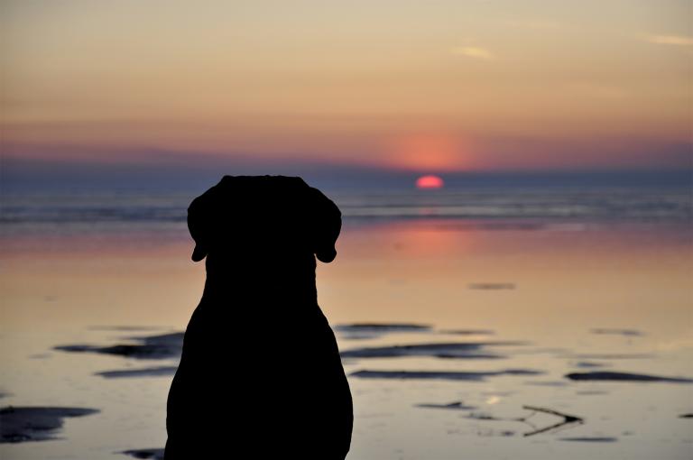 a dog looking out at an ocean sunset